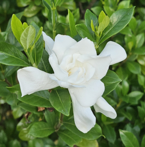 August Beauty Gardenia, Cape Jessamine, Cape Jasmine, Gardenia jasminoides 'August Beauty'